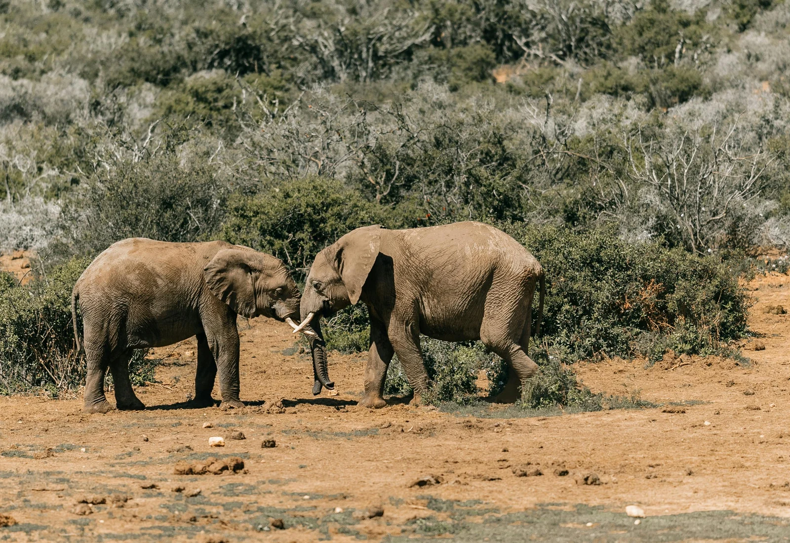 Elephants in the savannah